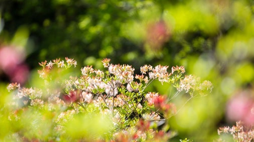 Colourful rhododendron in bloom with pink flowers and green leaves with green in background